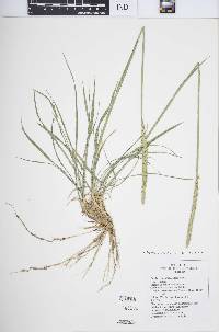 Psathyrostachys juncea image