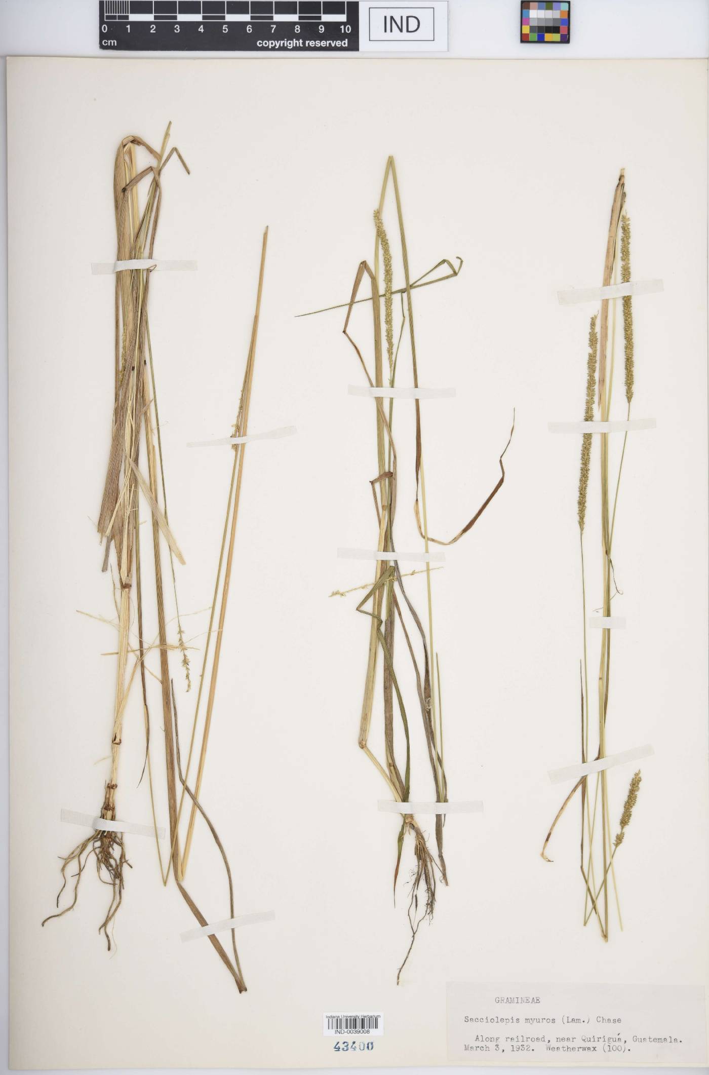 Sacciolepis myuros image