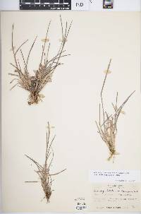 Schizachyrium sanguineum image