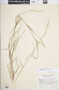 Schizachyrium sanguineum image