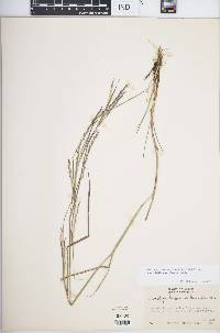 Schizachyrium sanguineum image