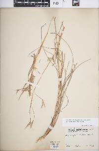 Schizachyrium sanguineum image