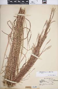 Schizachyrium scoparium var. scoparium image