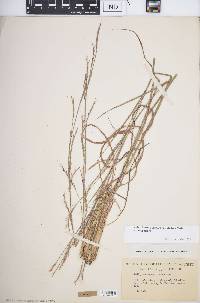 Schizachyrium scoparium var. scoparium image