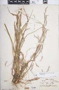 Schizachyrium scoparium var. scoparium image