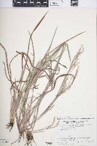 Schizachyrium scoparium var. scoparium image