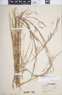 Schizachyrium scoparium var. scoparium image