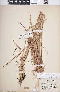 Schizachyrium scoparium var. scoparium image