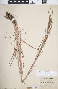 Schizachyrium scoparium var. scoparium image