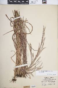 Schizachyrium scoparium var. scoparium image
