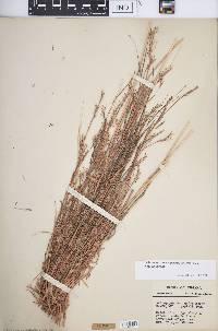 Schizachyrium scoparium var. scoparium image