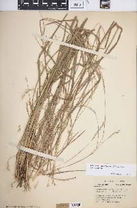 Schizachyrium scoparium var. scoparium image