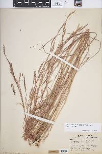 Schizachyrium scoparium var. scoparium image