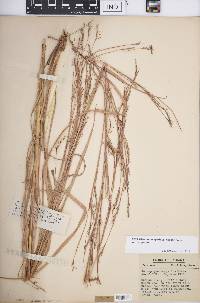 Schizachyrium scoparium var. scoparium image