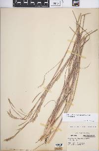 Schizachyrium scoparium var. scoparium image