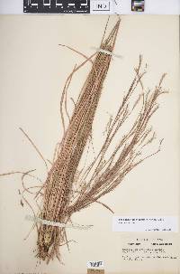 Schizachyrium scoparium var. scoparium image