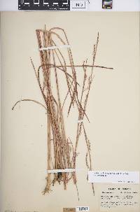 Schizachyrium scoparium var. scoparium image