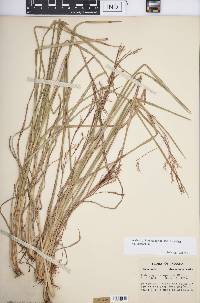 Schizachyrium scoparium var. scoparium image