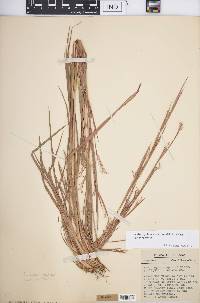 Schizachyrium scoparium var. scoparium image