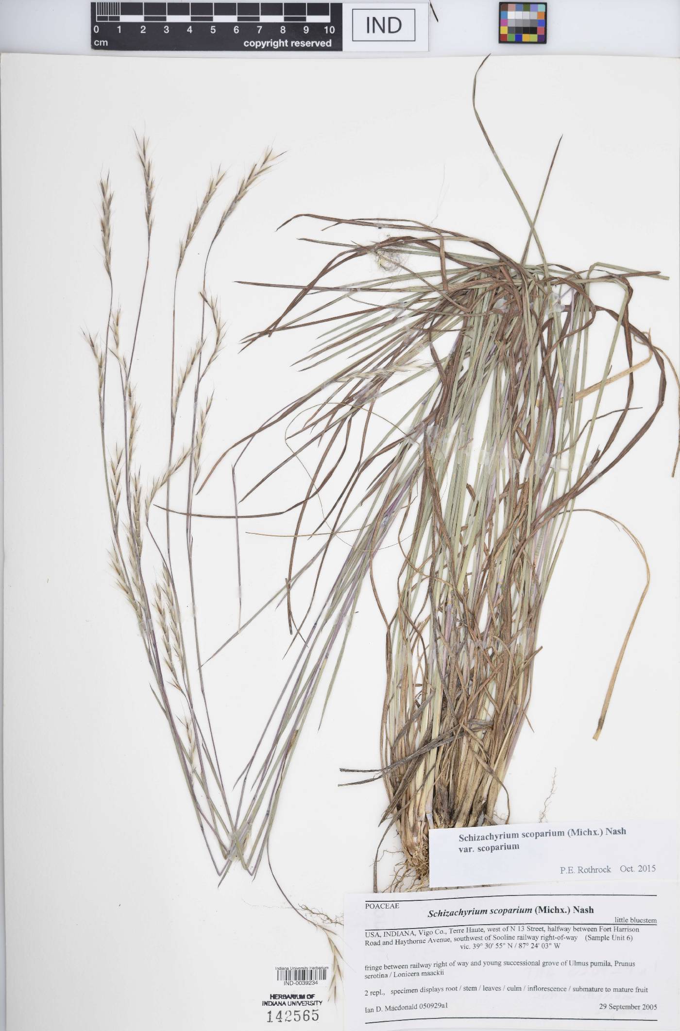 Schizachyrium scoparium var. scoparium image