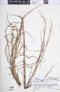 Schizachyrium scoparium var. scoparium image