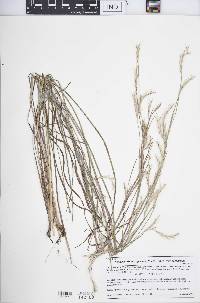 Schizachyrium scoparium var. scoparium image