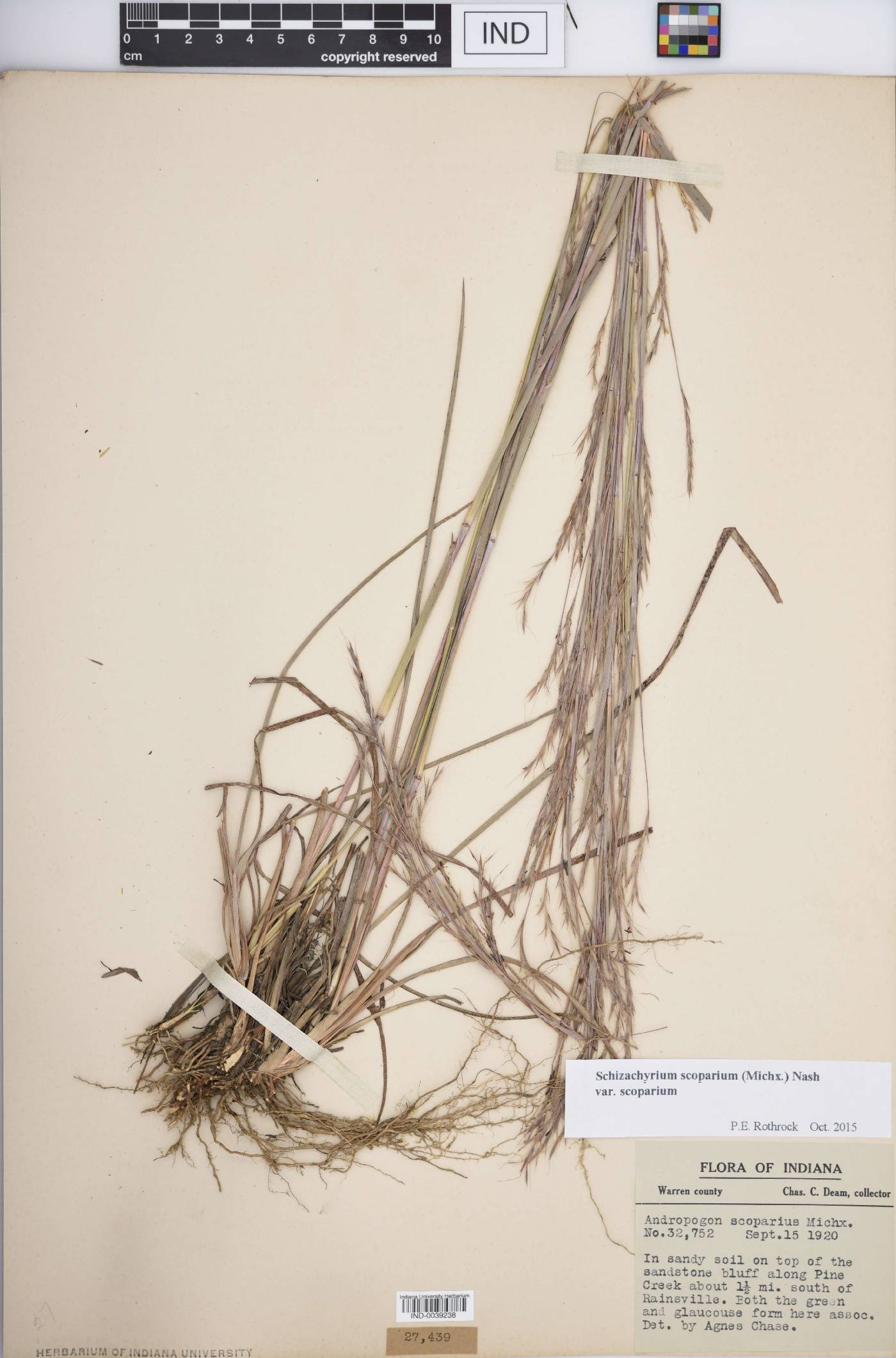 Schizachyrium scoparium var. scoparium image