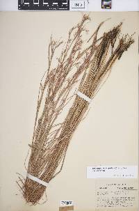 Schizachyrium scoparium var. scoparium image