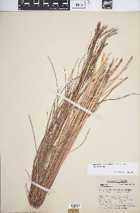 Schizachyrium scoparium var. scoparium image