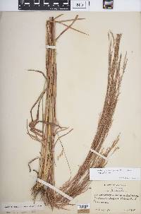 Schizachyrium scoparium var. scoparium image