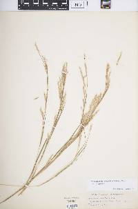 Schizachyrium scoparium var. scoparium image