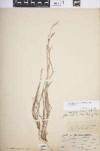 Schizachyrium scoparium var. scoparium image