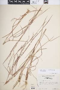 Schizachyrium scoparium var. scoparium image