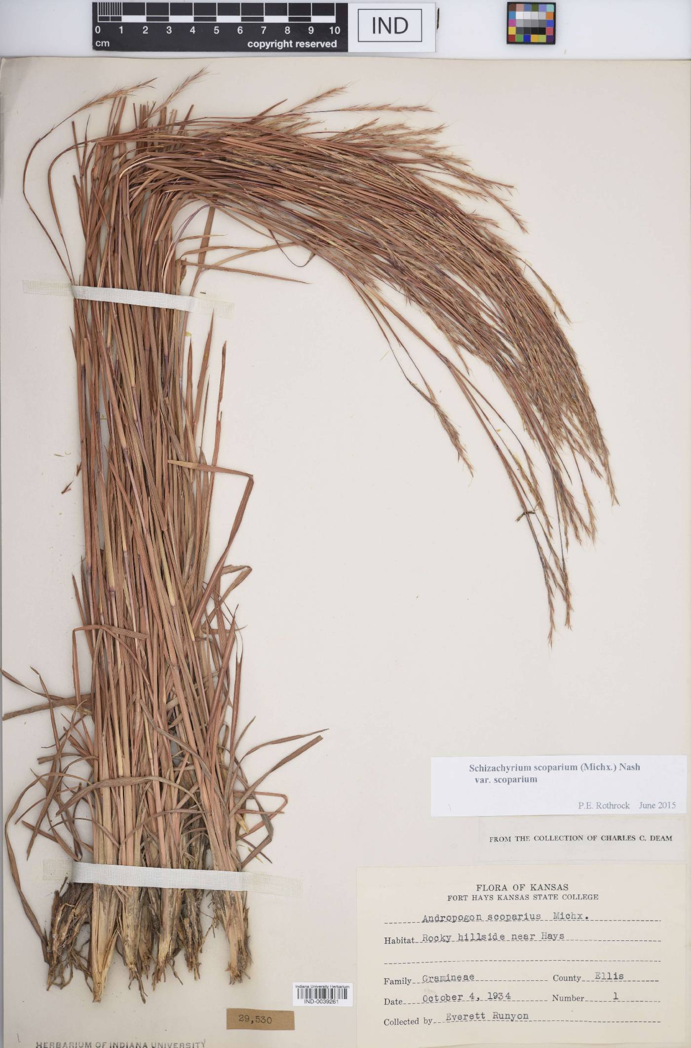 Schizachyrium scoparium var. scoparium image