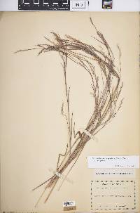 Schizachyrium scoparium var. scoparium image