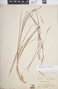 Schizachyrium scoparium var. scoparium image