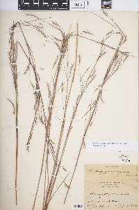 Schizachyrium scoparium var. scoparium image