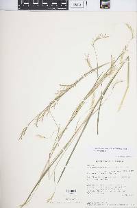 Schizachyrium scoparium var. scoparium image