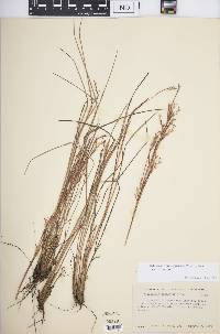 Schizachyrium scoparium var. scoparium image