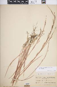 Schizachyrium scoparium var. scoparium image