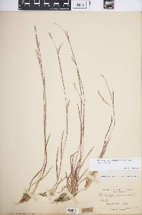 Schizachyrium scoparium var. scoparium image