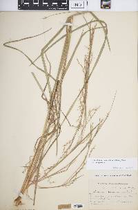 Schizachyrium scoparium var. scoparium image