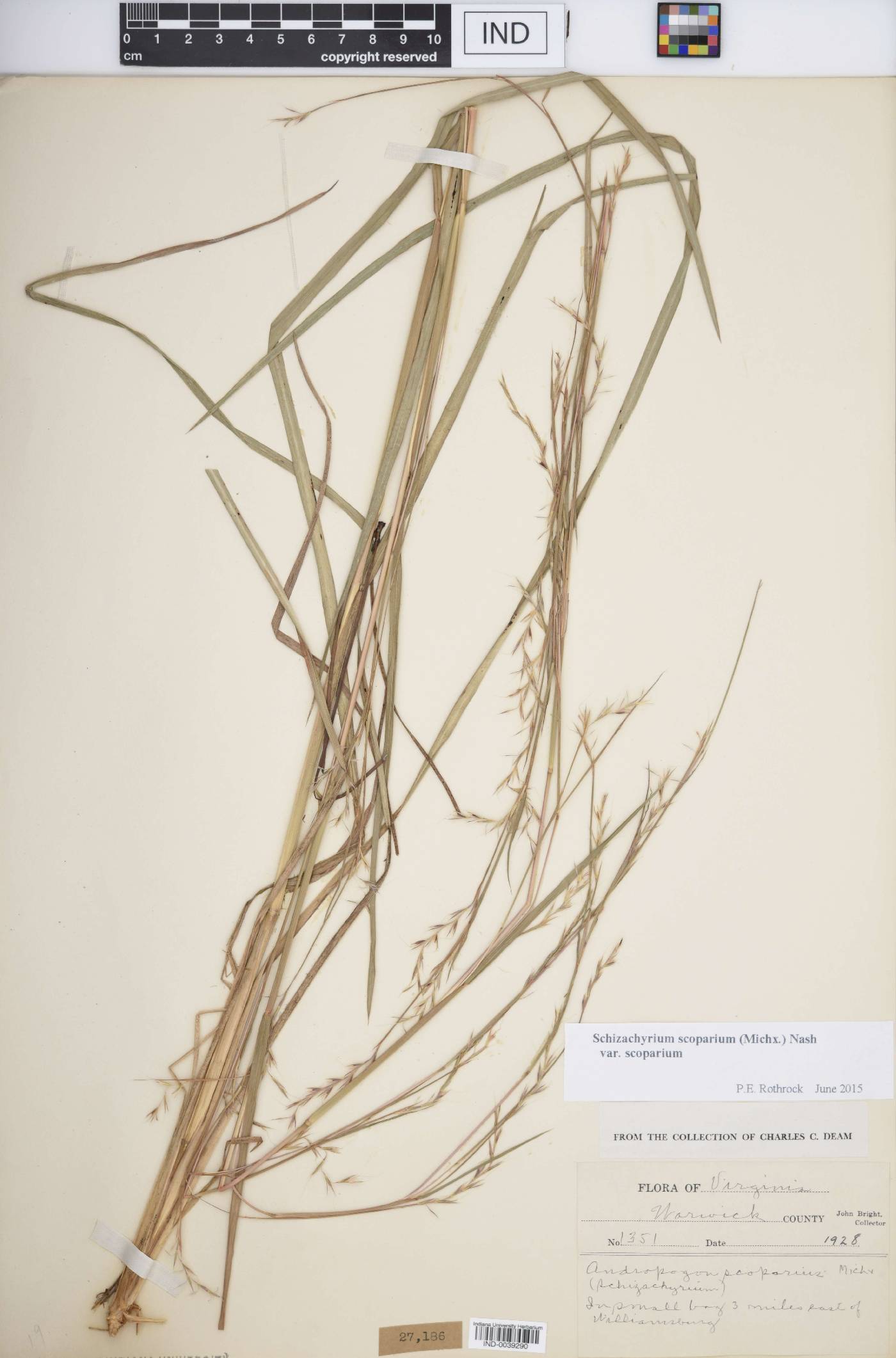 Schizachyrium scoparium var. scoparium image