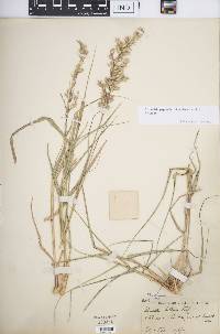 Schmidtia pappophoroides image
