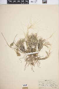 Scleropogon brevifolius image