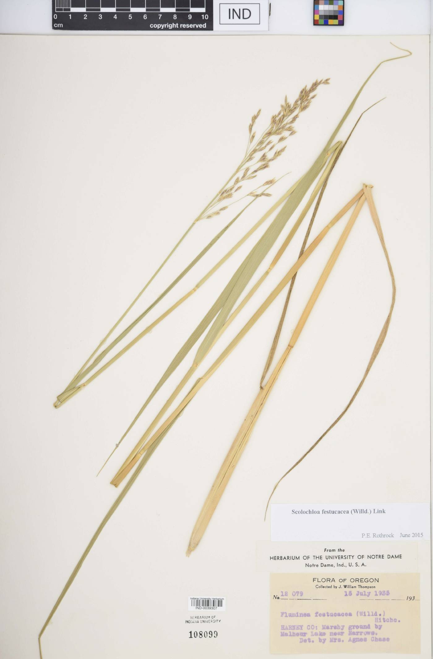 Scolochloa festucacea image