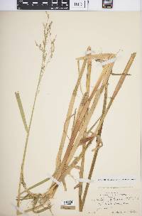 Scolochloa festucacea image