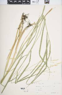 Scolochloa festucacea image