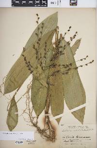Scrotochloa urceolata image
