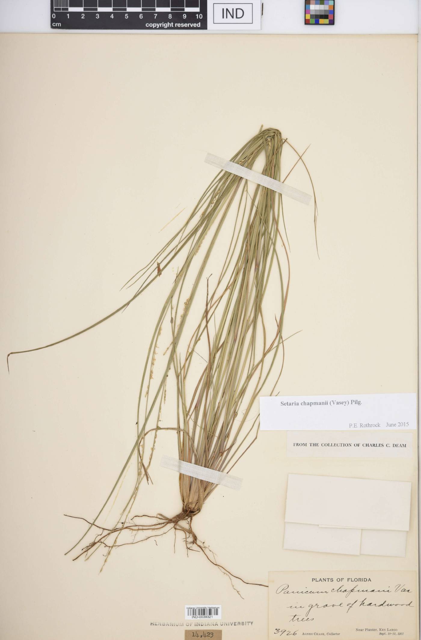 Setaria chapmanii image